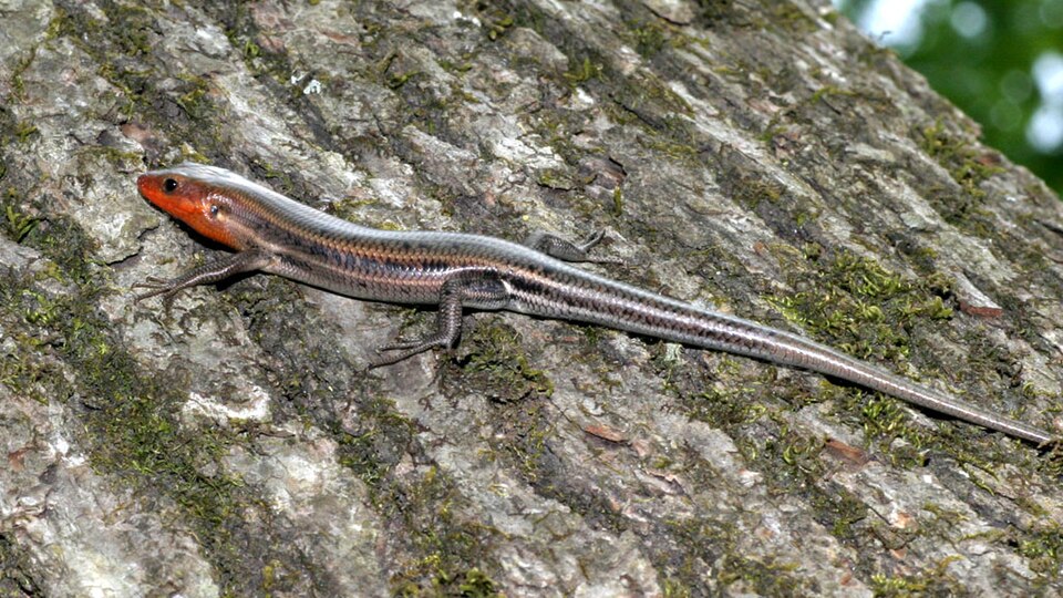 Five-Lined Skink