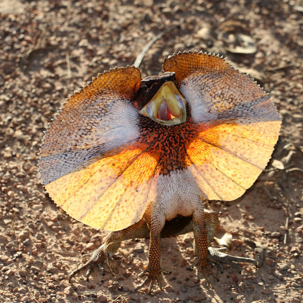 Frilled Lizard