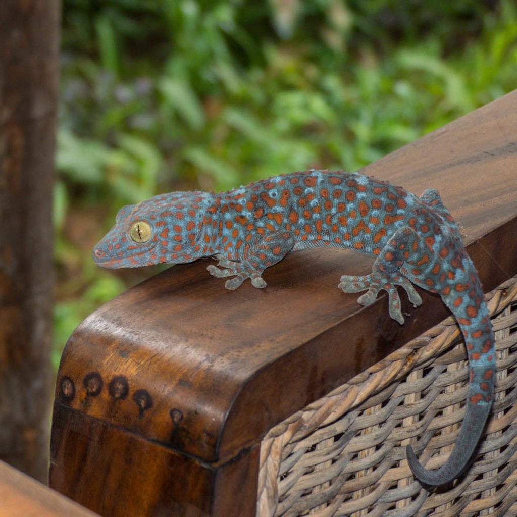 Tokay Gecko