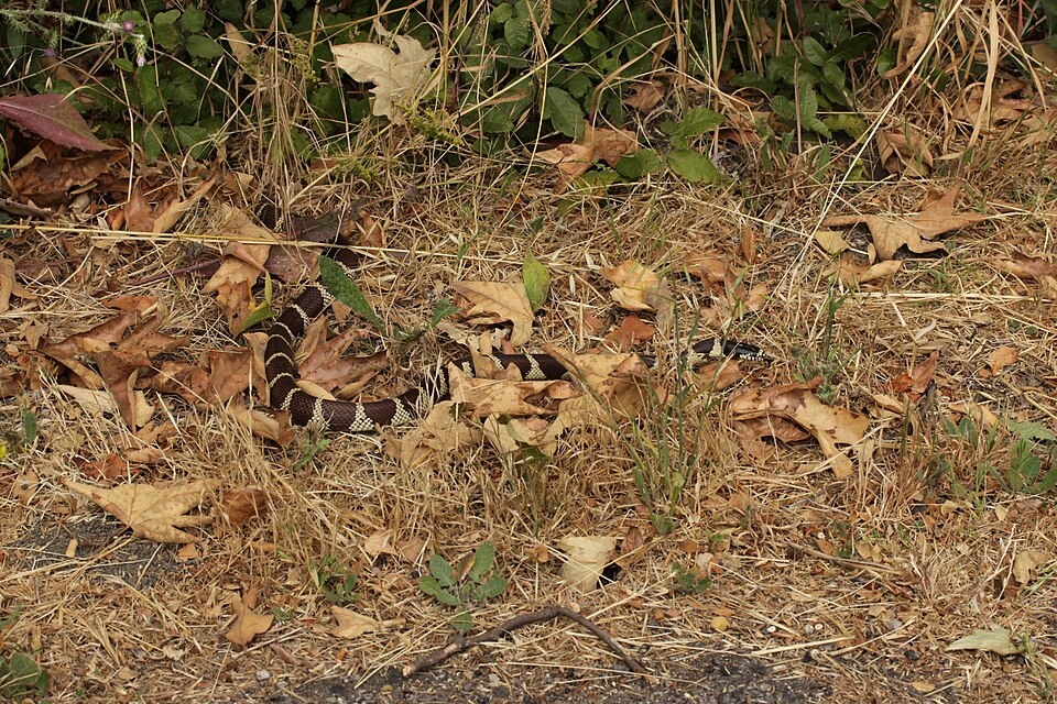 California Kingsnake