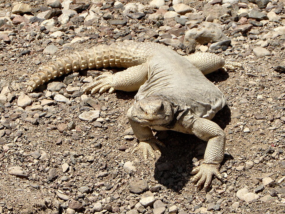 Egyptian Uromastyx