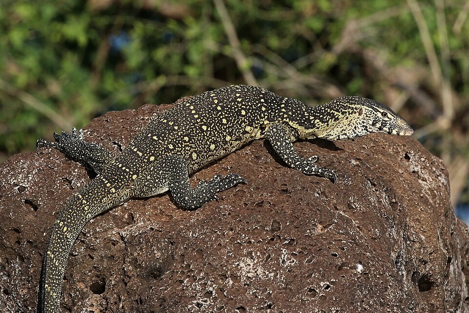 Nile Monitor