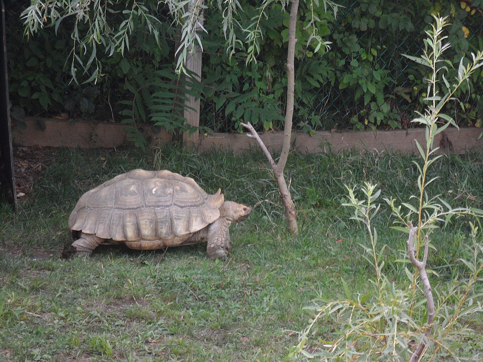 Sulcata Tortoise