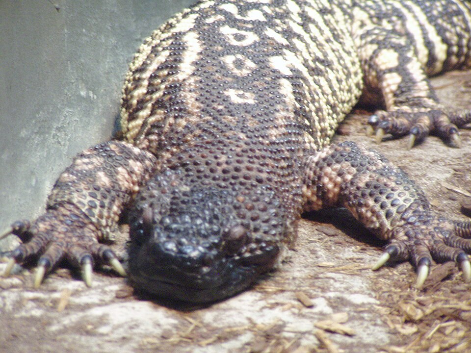 Mexican Beaded Lizard