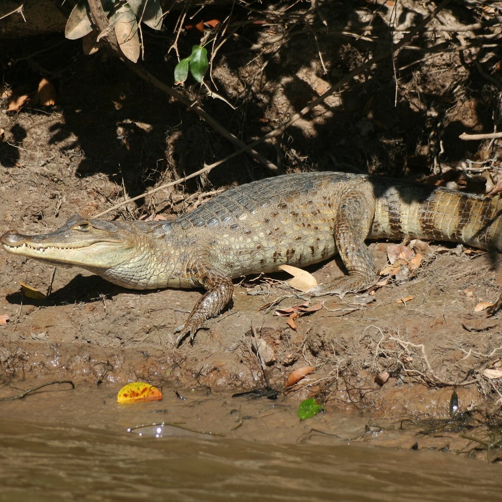 Spectacled Caiman