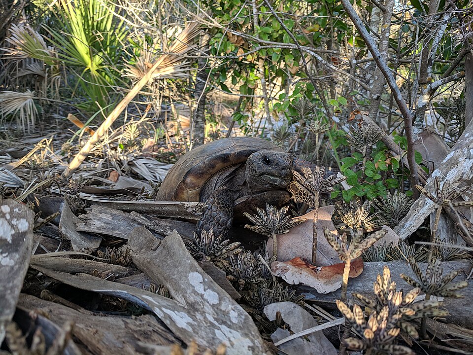 Gopher Tortoise
