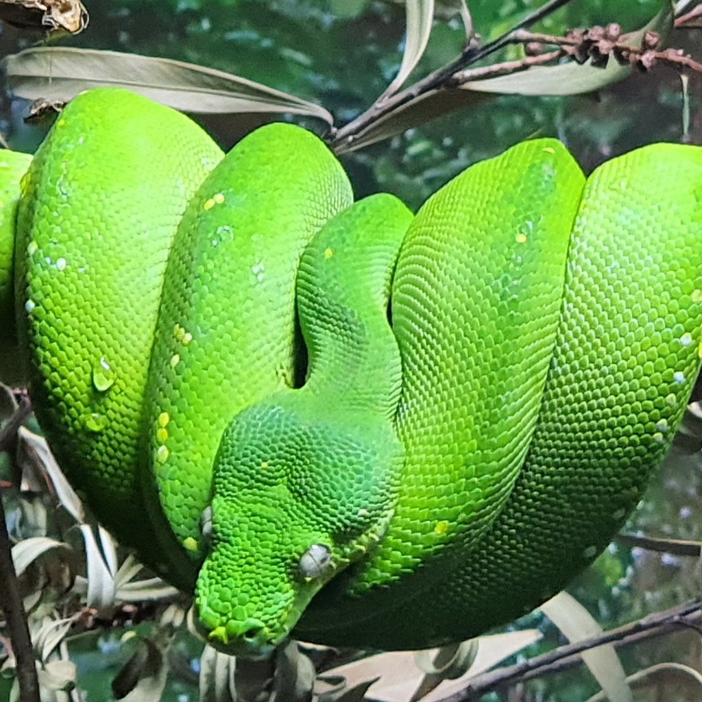 Green Tree Python