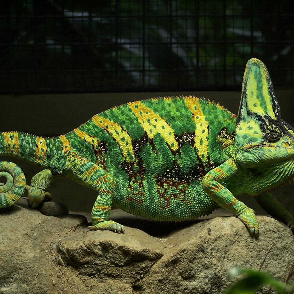 Veiled Chameleon