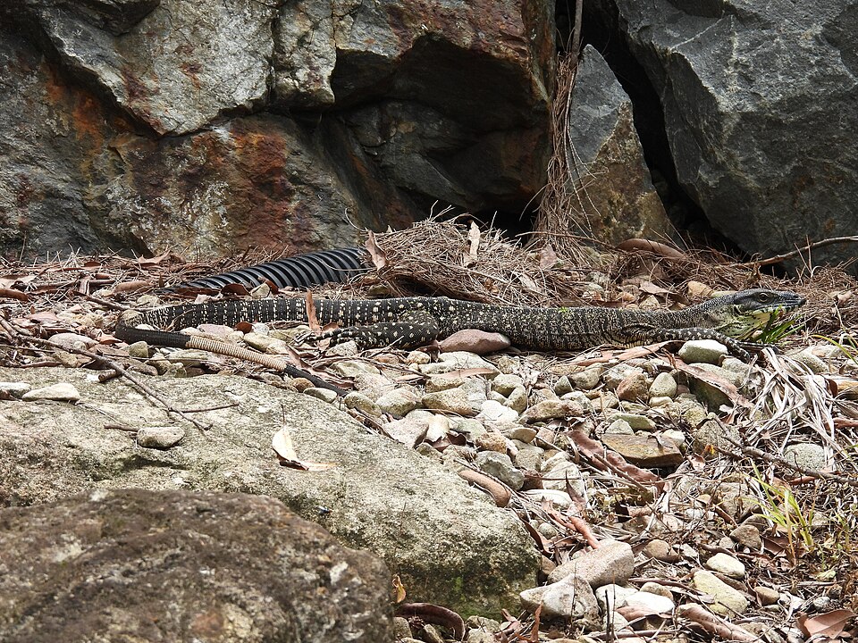 Lace Monitor