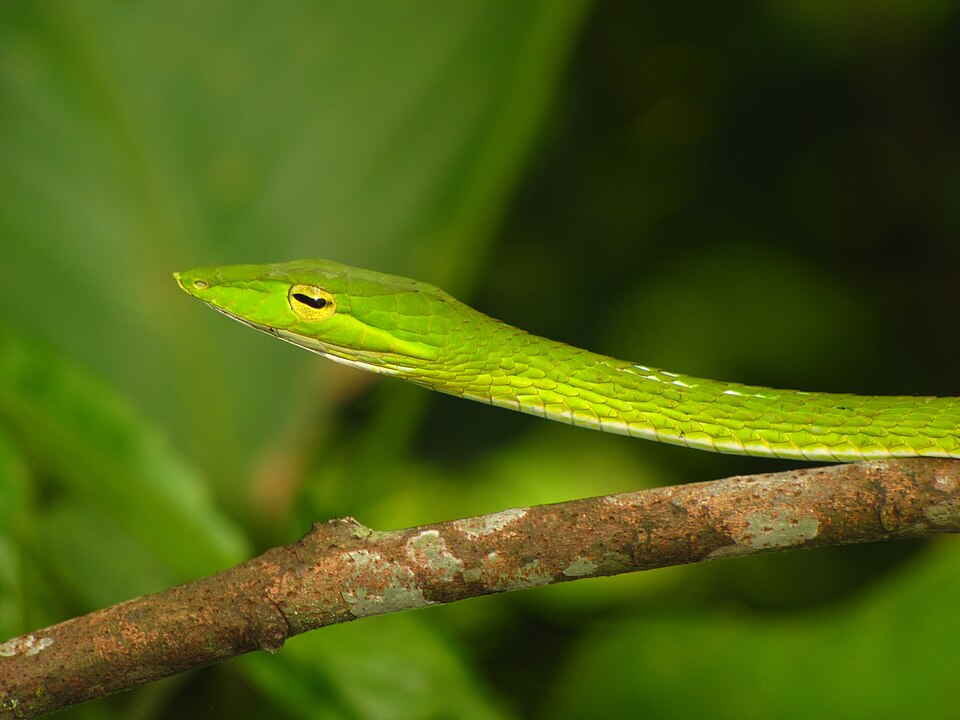Asian Vine Snake