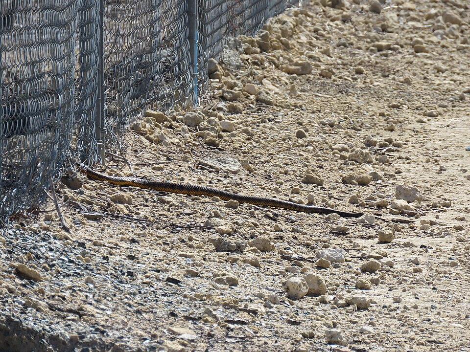 Tiger Snake