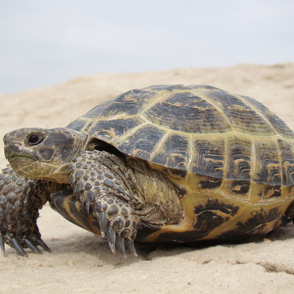 Russian Tortoise