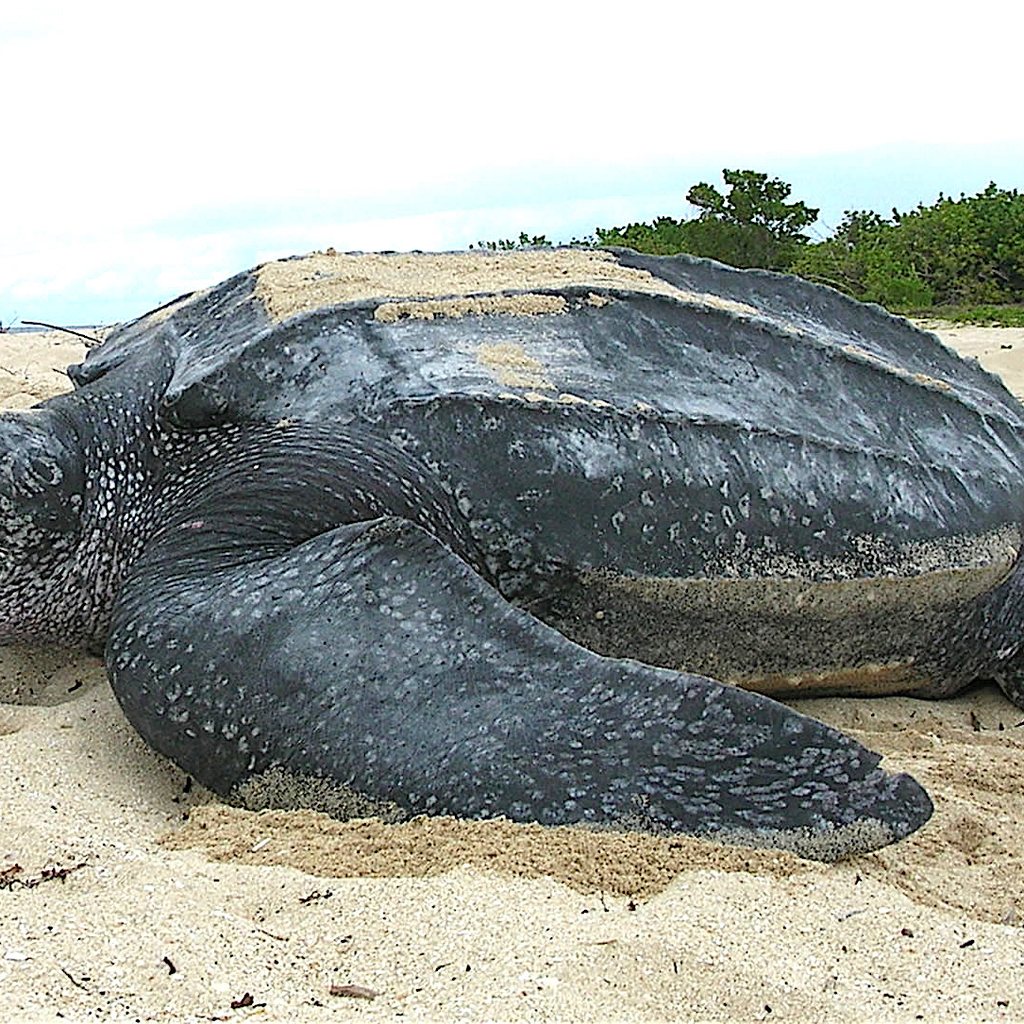 Leatherback Sea Turtle
