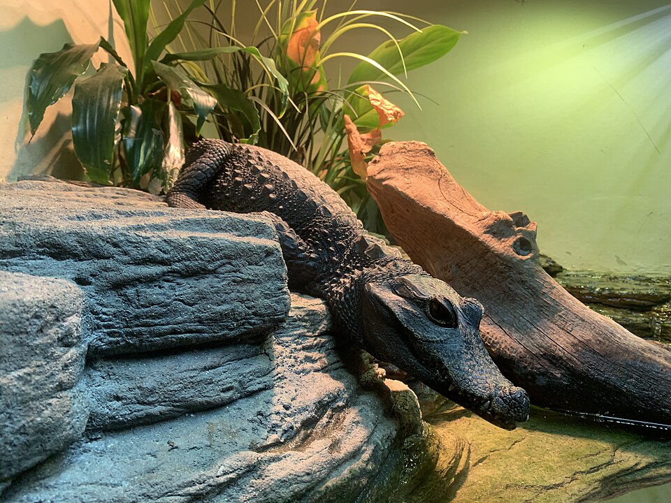 Dwarf Crocodile