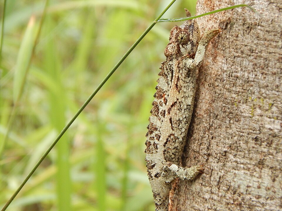 Jackson's Chameleon