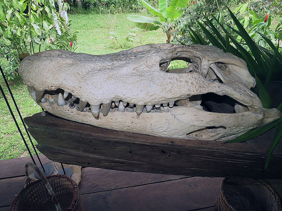 Black Caiman