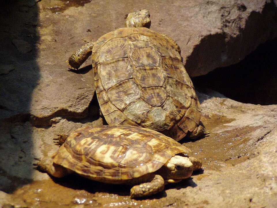 Pancake Tortoise