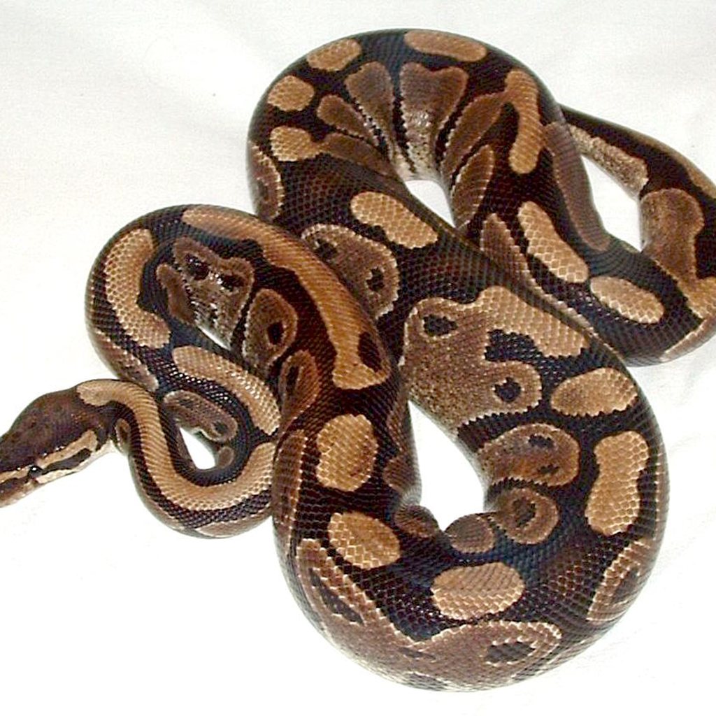 Ball Python