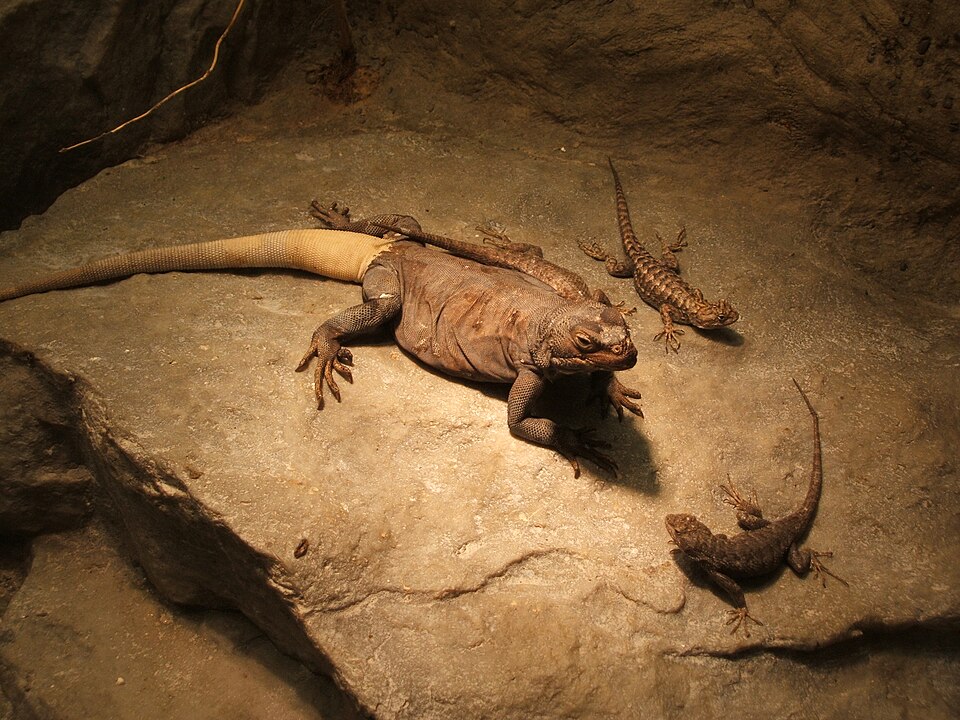 Chuckwalla