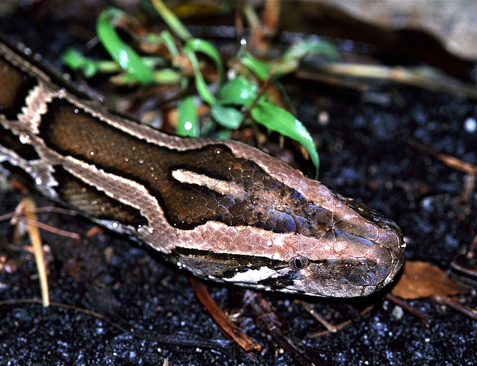 Burmese Python