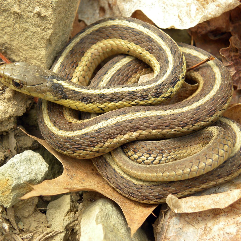 Garter Snake