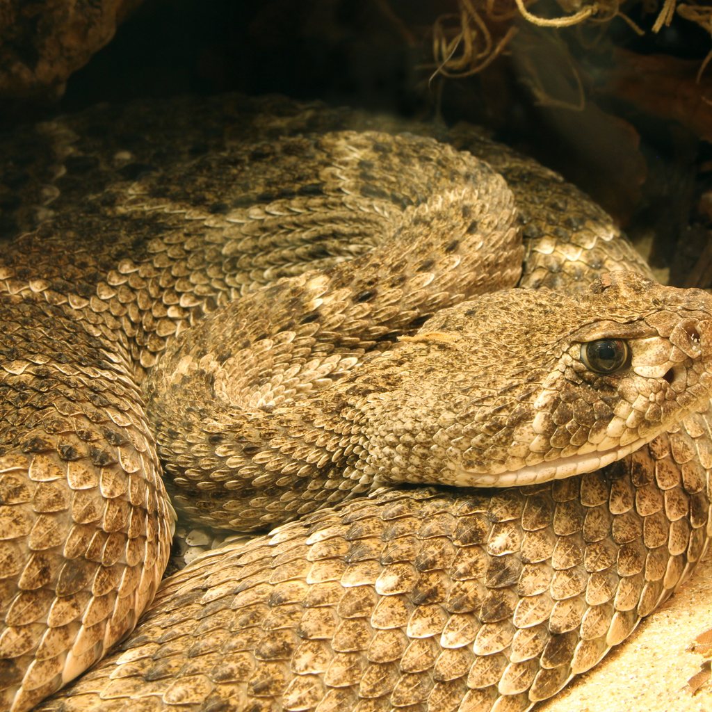 Western Diamondback Rattlesnake